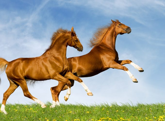 Wallpaper Horse, gallop, couple, sky, Animals 267189116